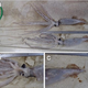 Illustration for article titled These Are the First Baby Giant Squid Ever Discovered
